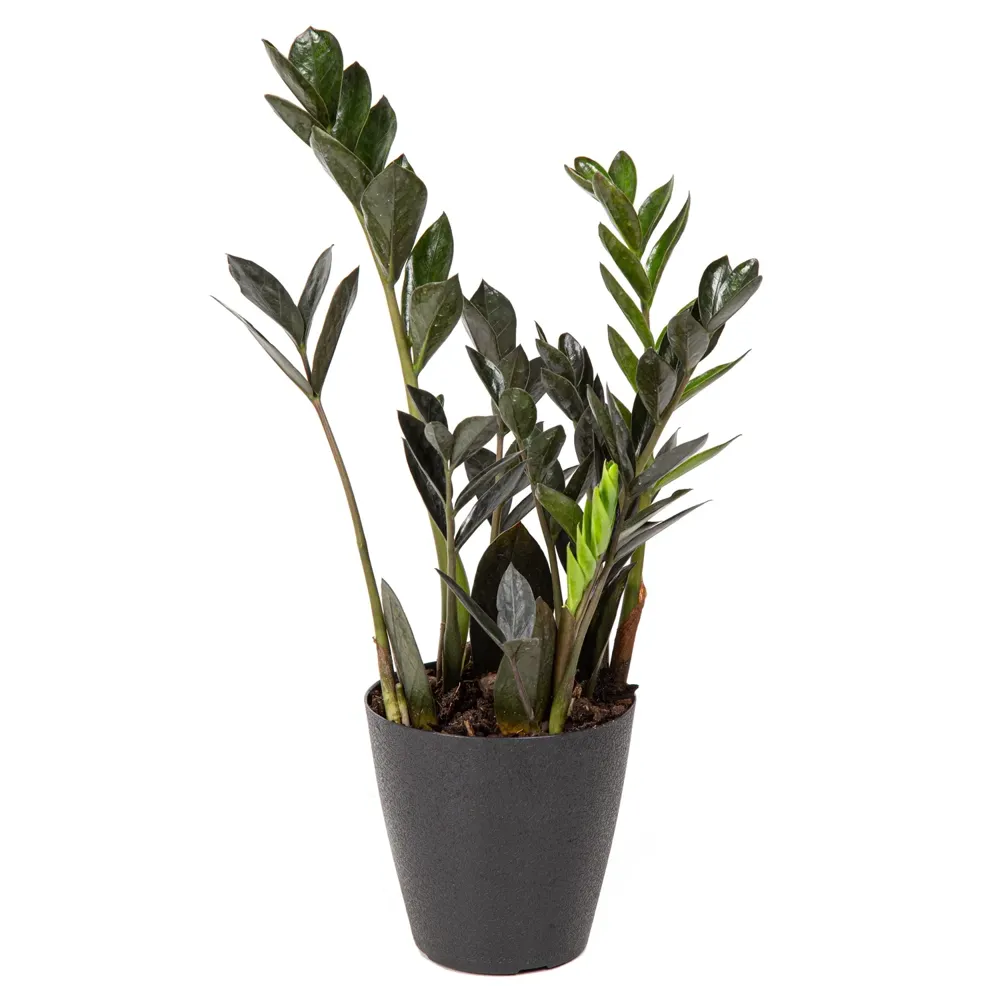 Zamioculca Dark Zamicro Pote 11
