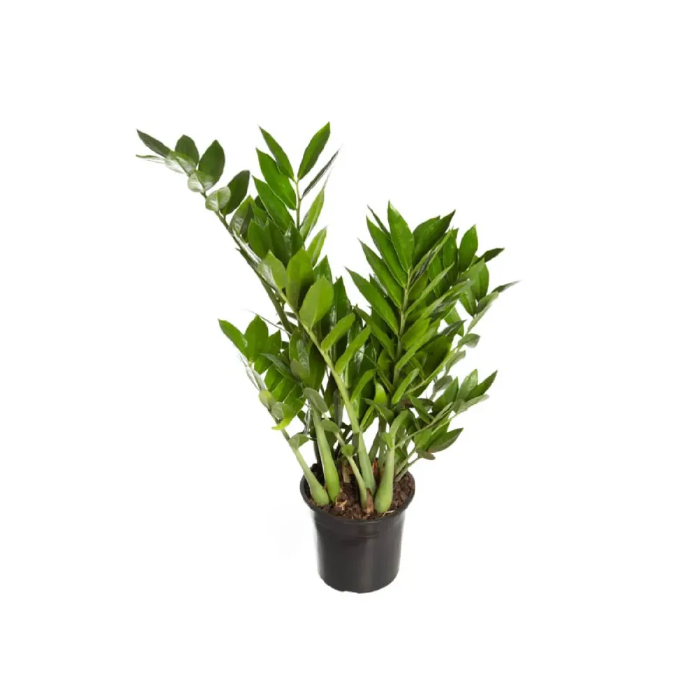 Zamioculca Premium Natural Pote 17